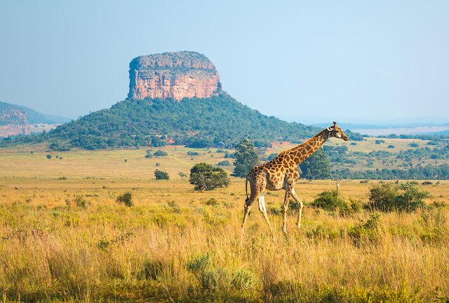 Zuid-Afrika